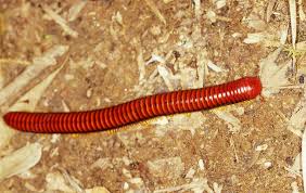 Attēlu rezultāti vaicājumam “Diplopoda”