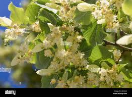 Attēlu rezultāti vaicājumam “Tilia x moltkei”