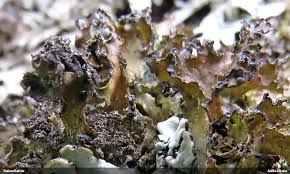 Attēlu rezultāti vaicājumam “Tuckermannopsis chlorophylla”