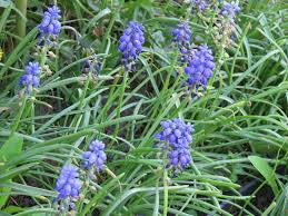 Attēlu rezultāti vaicājumam “Muscari botryoides flower”
