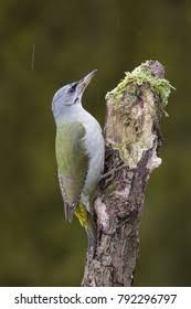Attēlu rezultāti vaicājumam “Picus canus female”