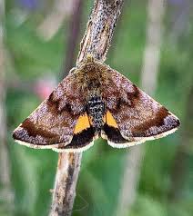 Attēlu rezultāti vaicājumam “Panemeria tenebrata”