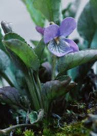 Attēlu rezultāti vaicājumam “Viola rupestris bud”