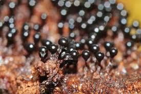 Attēlu rezultāti vaicājumam “Metatrichia floriformis”