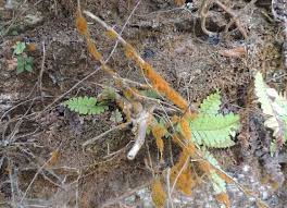 Attēlu rezultāti vaicājumam “Trentepohlia sp.”