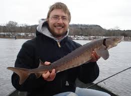 Image result for Acipenser fulvescens