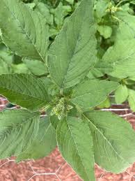 Attēlu rezultāti vaicājumam “Amaranthus retroflexus leaf”