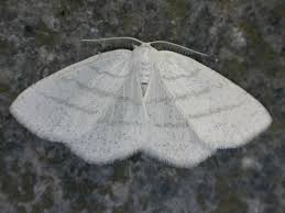 Attēlu rezultāti vaicājumam “Cabera pusaria”