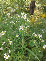 Image result for Aster lanceolatus