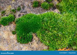 Attēlu rezultāti vaicājumam “Grimmia pulvinata sporophyte”