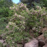 Attēlu rezultāti vaicājumam “Robinia neomexicana”