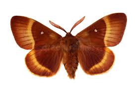 Attēlu rezultāti vaicājumam “Lasiocampa quercus imago”