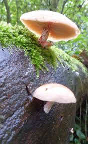 Attēlu rezultāti vaicājumam “Rhodotus palmatus”