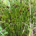 Attēlu rezultāti vaicājumam “Schoenus ferrugineus flower”