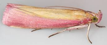 Attēlu rezultāti vaicājumam “Oncocera semirubella”