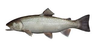 Image result for Salvelinus confluentus