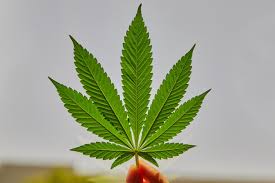 Attēlu rezultāti vaicājumam “Cannabis sativa leaf”