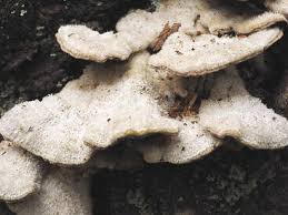 Attēlu rezultāti vaicājumam “Trichaptum abietinum”