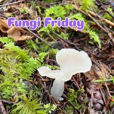 Attēlu rezultāti vaicājumam “Pseudohydnum gelatinosum”