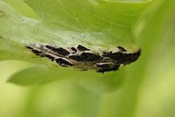 Attēlu rezultāti vaicājumam “Urocystis anemones spores”