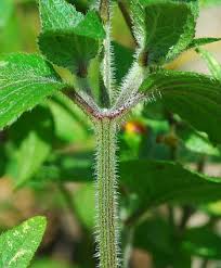 Attēlu rezultāti vaicājumam “Galinsoga quadriradiata leaf”