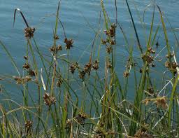 Attēlu rezultāti vaicājumam “Bolboschoenus maritimus”