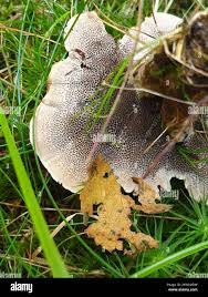 Attēlu rezultāti vaicājumam “Onnia tomentosa”