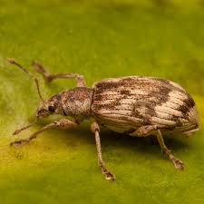 Attēlu rezultāti vaicājumam “Polydrusus tereticollis”