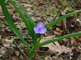 Attēlu rezultāti vaicājumam “Tradescantia virginiana flower”