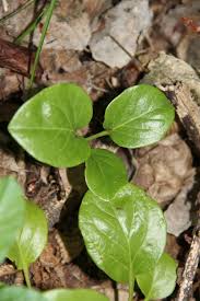 Attēlu rezultāti vaicājumam “Pyrola media”