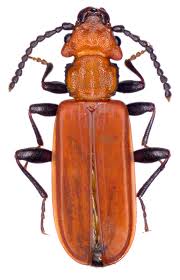 Attēlu rezultāti vaicājumam “Cucujus cinnaberinus”