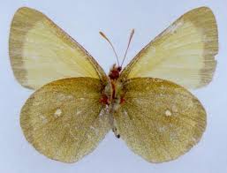 Attēlu rezultāti vaicājumam “Colias palaeno female”