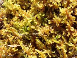 Attēlu rezultāti vaicājumam “Palustriella decipiens”