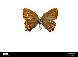 Attēlu rezultāti vaicājumam “Satyrium pruni”