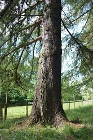 Attēlu rezultāti vaicājumam “Larix kaempferi”