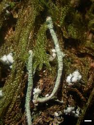 Attēlu rezultāti vaicājumam “Cladonia norvegica”