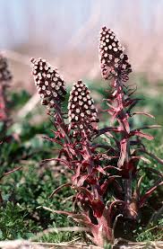 Attēlu rezultāti vaicājumam “Petasites hybridus flower”