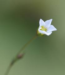 Attēlu rezultāti vaicājumam “Linum catharticum flower”