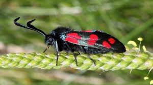 Attēlu rezultāti vaicājumam “Zygaena filipendulae”