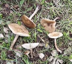 Image result for Melanoleuca rasilis var. pseudoluscina