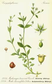 Attēlu rezultāti vaicājumam “Moehringia trinervia leaf”