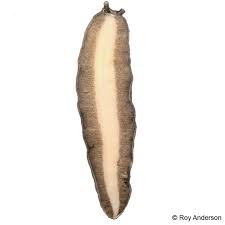 Attēlu rezultāti vaicājumam “Limax cinereoniger”