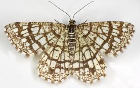 Attēlu rezultāti vaicājumam “Chiasmia clathrata”