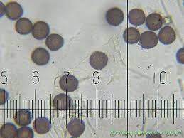 Attēlu rezultāti vaicājumam “Didymium crustaceum”