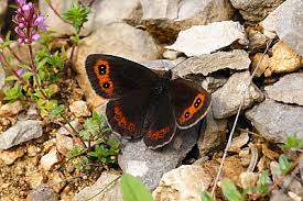 Attēlu rezultāti vaicājumam “Erebia aethiops upperside”