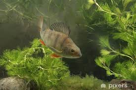 Attēlu rezultāti vaicājumam “Perca fluviatilis”