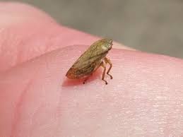 Attēlu rezultāti vaicājumam “Aphrophora salicina”