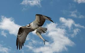 Image result for Pandion haliaetus