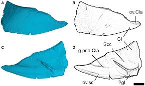 Attēlu rezultāti vaicājumam “Laccognathus panderi”