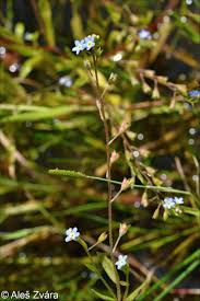 Attēlu rezultāti vaicājumam “Myosotis laxa subsp. baltica”